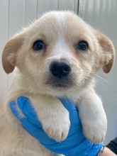 VALENTINA, Hund, Mischlingshund in Italien