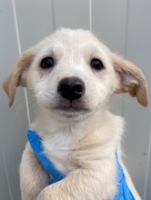 VALENTINO, Hund, Mischlingshund in Italien