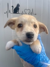 VIOLETTA, Hund, Mischlingshund in Italien