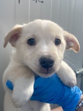 VALERIO, Hund, Mischlingshund in Italien