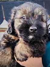 FRITZ, Hund, Mischlingshund in Rumänien