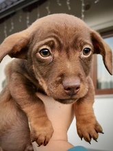 CHICO, Hund, Mischlingshund in Rumänien