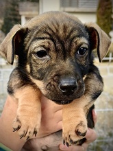 LOKI, Hund, Mischlingshund in Rumänien