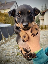 ZARA, Hund, Mischlingshund in Rumänien