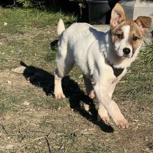 DAPHNE, Hund, Mischlingshund in Rumänien