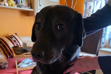 SHADOW, Hund, Mischlingshund in Schriesheim