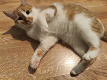 ANGIE, Katze, Hauskatze in Bulgarien