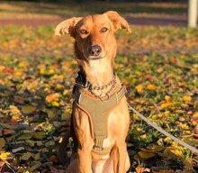 FAYE, Hund, Mischlingshund in Düsseldorf