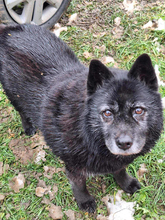 SINA, Hund, Mischlingshund in Kroatien