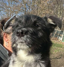 POLLY, Hund, Mischlingshund in Haar