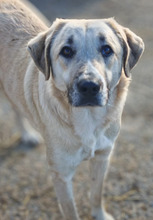 KAIRO, Hund, Mischlingshund in Rumänien