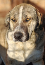 DUKE, Hund, Mischlingshund in Rumänien