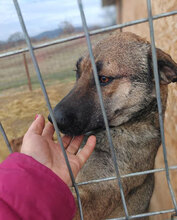 ROCCO, Hund, Mischlingshund in Rumänien