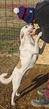 KAIRA, Hund, Mischlingshund in Rumänien