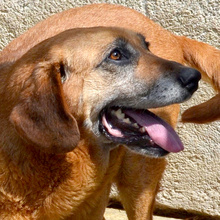 LUPE, Hund, Mischlingshund in Kroatien