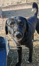 FARO, Hund, Mischlingshund in Rumänien