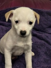 BELLA, Hund, Mischlingshund in München