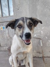 BONNIE, Hund, Mischlingshund in Rumänien