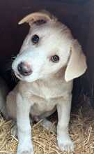 BRODY, Hund, Mischlingshund in Rumänien