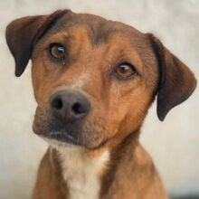 FALK, Hund, Mischlingshund in Griechenland