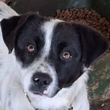 SKITTLES, Hund, Mischlingshund in Griechenland