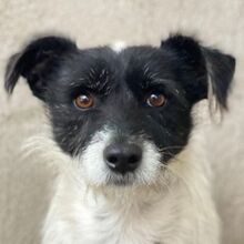 TARUS, Hund, Mischlingshund in Griechenland