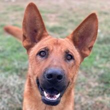 ZYLO, Hund, Mischlingshund in Griechenland