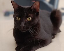 ANASTASIA, Katze, Europäisch Kurzhaar in Spanien