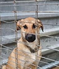 ZUKO, Hund, Mischling in Leipzig