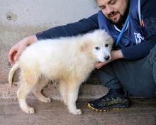 CAIROX, Hund, Maremmano-Mix in Italien