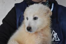 CAIROX, Hund, Maremmano Mischling in Italien