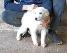 CALIRA, Hund, Maremmano-Mix in Italien