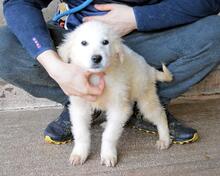 CILWEN, Hund, Maremmano-Mix in Italien