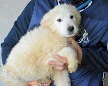 CLYRO, Hund, Maremmano-Mix in Italien