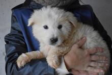 CLYRO, Hund, Maremmano Mischling in Italien