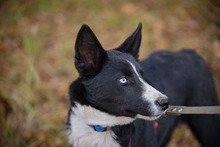 LEVIN, Hund, Mischlingshund in Russische Föderation