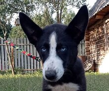 PANDA, Hund, Mischlingshund in Russische Föderation