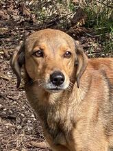 KIRO, Hund, Mischlingshund in Italien