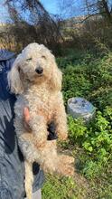 MISCHA, Hund, Pudel Mischling in Italien