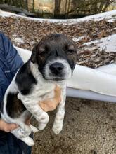 MELISSA, Hund, Mischlingshund in Italien