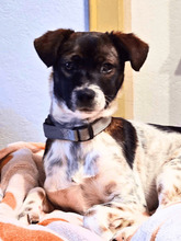 MELISSA, Hund, Mischlingshund in St. Ingbert