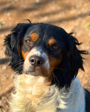 VAS, Hund, Bretonischer Vorstehhund in Italien