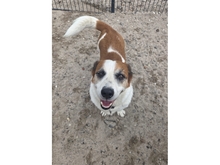 FREDDY, Hund, Mischlingshund in Hagenbach