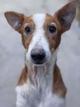 RAYO, Hund, Podenco in Traitsching
