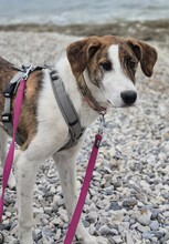 SWANTJE, Hund, Mastin Español-Mix in Obergünzburg