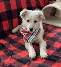 FLINT, Hund, Mischlingshund in Altena