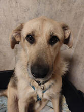 GALBY, Hund, Mischlingshund in Mönchengladbach