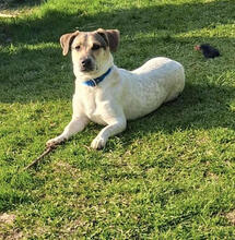 DEAN, Hund, Mischlingshund in Herzogenrath