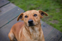 SABRINA, Hund, Mischlingshund in Kroatien