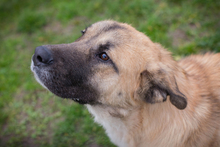 SERINA, Hund, Mischlingshund in Kroatien